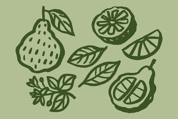 Bergamot fruit slices leaves naive ink sketch vector illustration