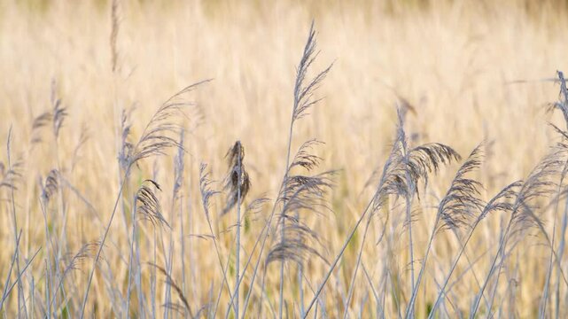 Reed beds swaying in the wind in the Marismas de Santo&ntilde;a, Victoria and Joyel Natural Park, Cantabrian Sea. Santo&ntilde;a, Cantabria, Spain, Europe