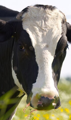 vertical close-up of a black and white cow, portrait black and white cow upright, yellow green...