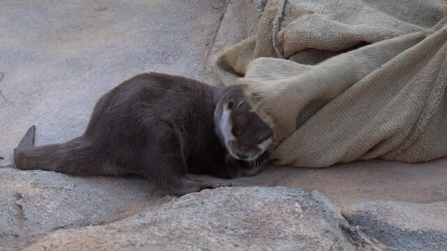 The Asian small-clawed otter (Aonyx cinereus) playing with a bag