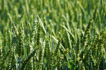 Gesunder Weizen wächst auf dem Feld (Triticum aestivum).

