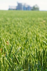 Ein Weizenfeld aus der Nähe, im Hintergrund eine Fabrik, in der Getreide gelagert wird.