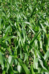 Obraz premium Maisanbau, Maisfeld, Körnerproduktion (Zea mays).