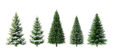 Pack Collection Four Evergreen Trees Natures Green Conifers for Design Projects set against transparent background