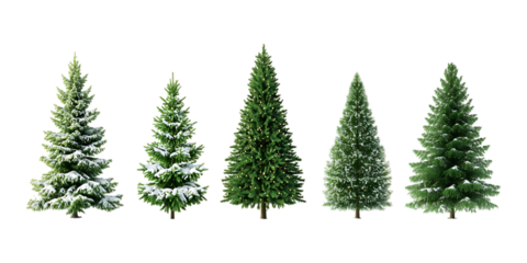 Pack Collection Four Evergreen Trees Natures Green Conifers for Design Projects set against transparent background
