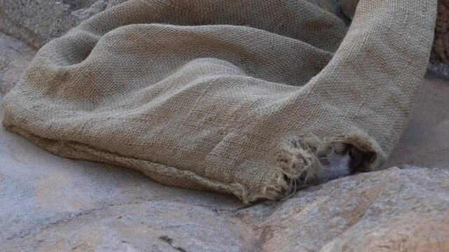 Asian small-clawed otter (Aonyx cinereus), playing with a cloth bag