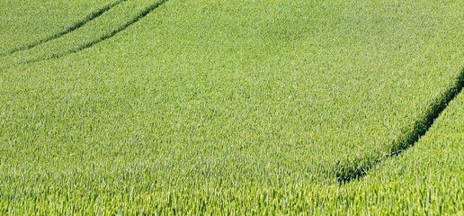Gesunder Weizen wächst auf dem Feld (Triticum aestivum).

