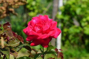 Blühende Rose, Rosenblätter mit intensiver Farbe (Rosa).

