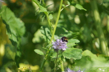 Phacelia und ein darauf sitzendes Insekt.
