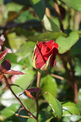 Schöne rote Rose. Rote Rosenblätter im Garten.