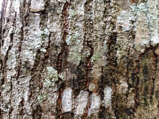 mango tree bark texture