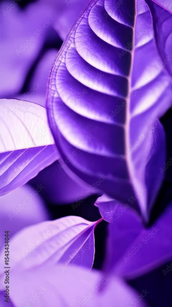 Poster macro photo captures multiple purple leaves stacked together with intricate vein patterns and vibran