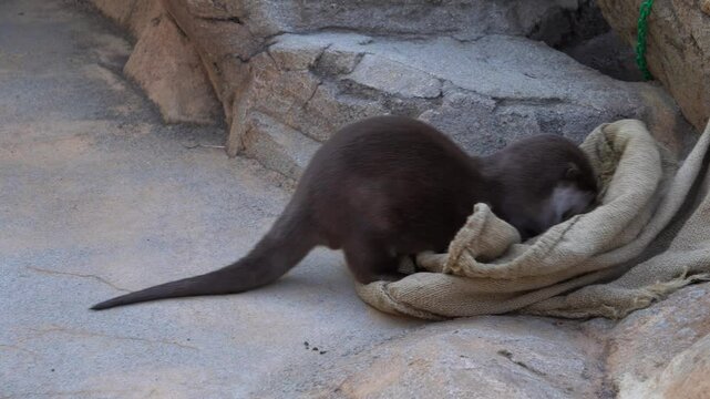 The Asian small-clawed otter (Aonyx cinereus) playing with a bag