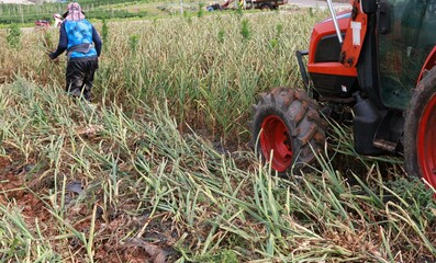 an organically grown garlic plantation in a vegetable garden