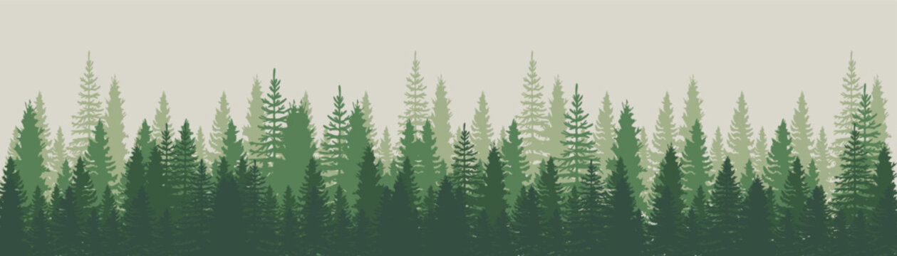 Silhouette of a Pine Forest. Evergreen Forest Silhouette Banner