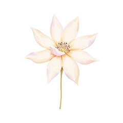 watercolor pink flower isolated on white