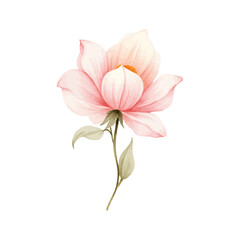 Fototapeta premium watercolor pink lily flower