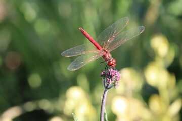 ruddy Darter on patagonian Vervain