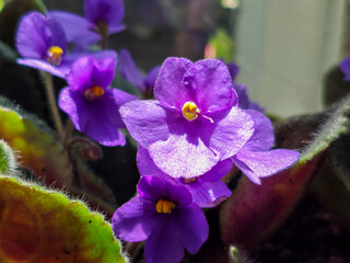 Vibrant Purple African Violet Flowers with Fuzzy Leaves