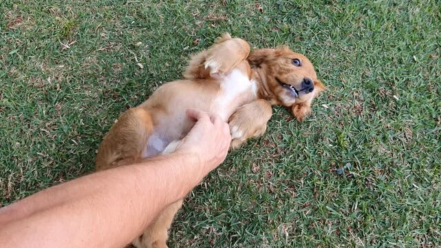 Playful puppy dog reacts when an unidentifiable hand tickles him
