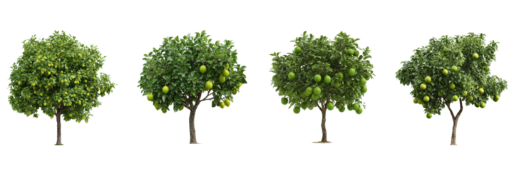 Set of Lime tree with ripe lime isolated on a transparent background