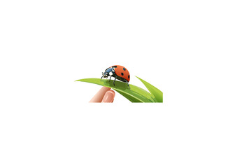  a ladybug is a bright red or orange shell (elytra) adorned with black spots, these insects actually display a surprising variety of colors and patterns. Some species can be yellow, orange,