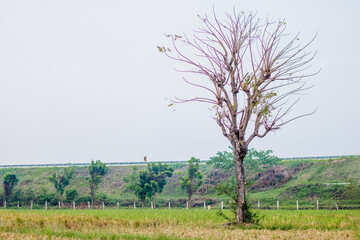dry tree in the middle of rice field with toll road background