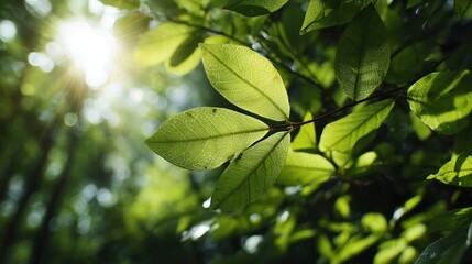 Vivid sunlight illuminating green leaves in a lush forest setting