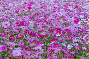 満開のコスモス畑に広がる秋の風景