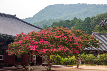 순천 송광사