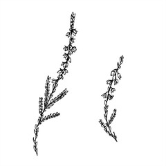 Monochrome vector two flowering heather branches line art painted by black inks. Nordic plant etching drawing for botanical design, wedding invitation, nature decor, textile pattern, organic product