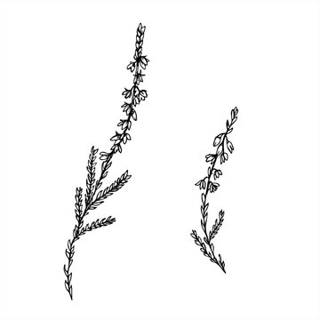 Monochrome vector two flowering heather branches line art painted by black inks. Nordic plant etching drawing for botanical design, wedding invitation, nature decor, textile pattern, organic product