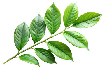 Obraz premium Vibrant green leaves on branch against PNG background studio shot close up, green leaves, leaves, branch, twig, foliage, black background, studio shot, close up, nature, plant, leaf, tropical, fresh, 