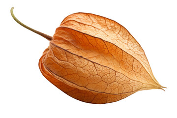 Fototapeta premium Close up detailed physalis lantern isolated on PNG background artistic nature photography, physalis, lantern, chinese lantern, groundcherry, fruit, cape gooseberry, bladder cherry, husk tomato, golden