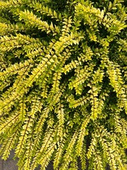 Garden Privet Ligustrum foliage with yellow and green variegated leaves, used as ornamental plant...