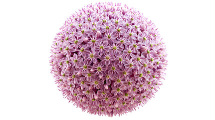 Hyperrealistic photo of a single large decorative Allium flower head, sphere of tiny purple blooms, sharp focus, detailed structure, isolated on Transparent background