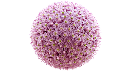 Hyperrealistic photo of a single large decorative Allium flower head, sphere of tiny purple blooms, sharp focus, detailed structure, isolated on Transparent background