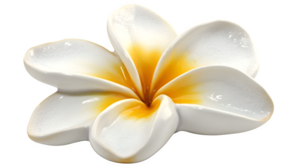 Beautiful Single Plumeria (Frangipani) Flower with White Petals and a Golden Yellow Center, Symbolizing Tropical Paradise, Serenity, and Exotic Beauty.