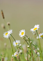 wild meadow with white marguerite flowers and ribwort plantain, meadow with flowers with white...