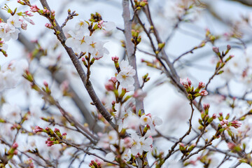 春に咲き始めたソメイヨシノのつぼみと花