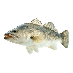 Fototapeta premium Giant Perch: Detailed Close-up of a Large Freshwater Fish