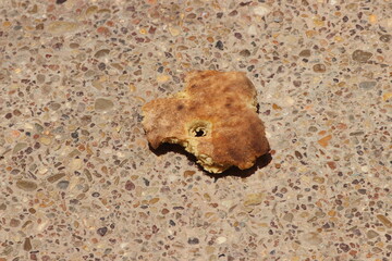 A piece of dry bread on the ground