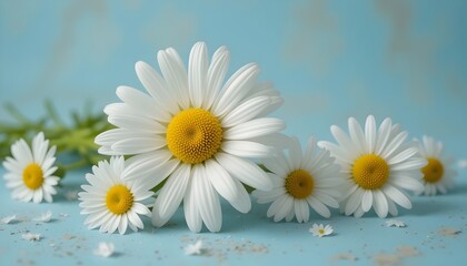 Obraz premium This charming image features a white daisy bouquet with vibrant yellow centers, delicately arranged against a soft light blue historical background. The simple yet elegant composition radiates 