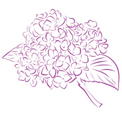 Pink linear hydrangea flower drawing in a delicate outline style. Perfect for greeting cards, feminine branding, floral decor, and springtime illustrations.