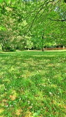 Grüner Park im Sommerlicht 