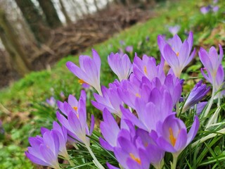 Frühlingserwachen - Lila Krokusse auf grüner Wiese