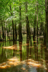 reflection in the water