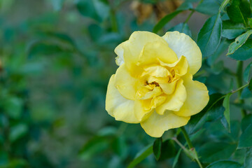 鮮やかな黄色のバラのクローズアップ