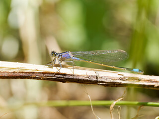 Mâle de petite nymphe au corps de feu (Ischnura elegans) posé sur une tige sèche en milieu humide, Baie de Somme