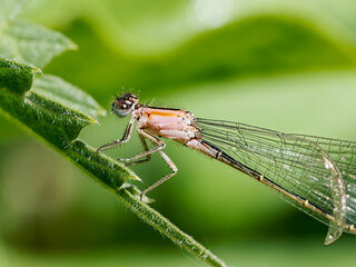 Petite nymphe au corps de feu (Ischnura elegans) femelle immature forme aurantiaca, avec aile abîmée, sur feuille – Baie de Somme